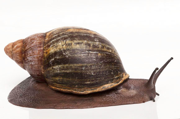 Archachatina puylaerti Togo adult
